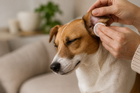 Ear Wellness